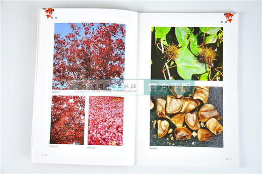 枫香 潘爱芳 叶功富 何学友 连巧霞 编著 9697 繁育方法 栽培 造林技术 管理 中国林业出版社 畅销书籍 商品图4