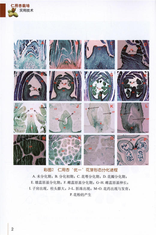 仁用杏栽培实用技术 9834 建园技术 繁殖 栽培管理 采收 贮藏 加工技术 中国林业出版社 畅销书 商品图4