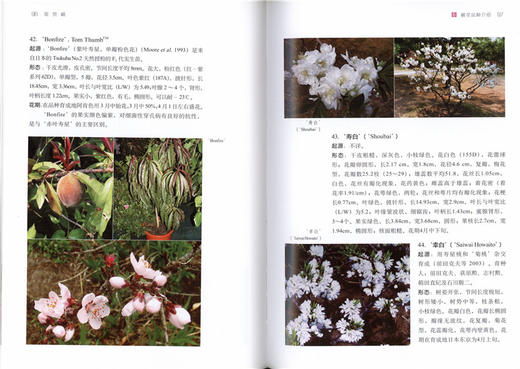 观赏桃 5810 桃花品种介绍 形态特征 桃花育种 繁殖 嫁接 扦插 园林养护及管理 病虫害防治 修剪 桃花的应用 中国林业出版社畅销书 商品图1