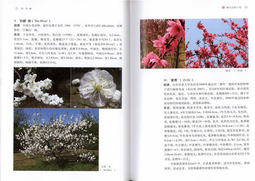观赏桃 5810 桃花品种介绍 形态特征 桃花育种 繁殖 嫁接 扦插 园林养护及管理 病虫害防治 修剪 桃花的应用 中国林业出版社畅销书 商品图3