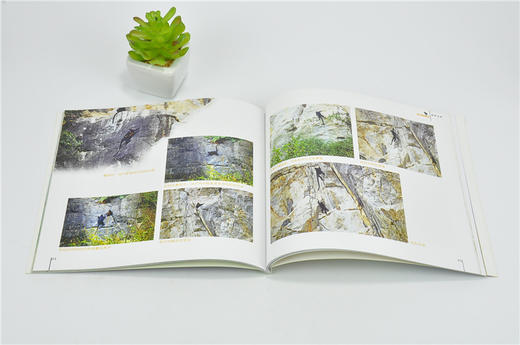 绿野寻踪 黑叶猴的故事 9785 辨识黑叶猴 食住行 种群 保护野生动物 中国林业出版社 畅销书 商品图3