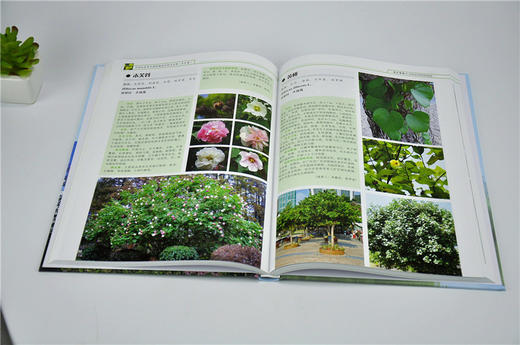 华南地区常见园林植物识别与应用 乔木卷 9740 沈海岑 中国林业出版社 畅销书 商品图3