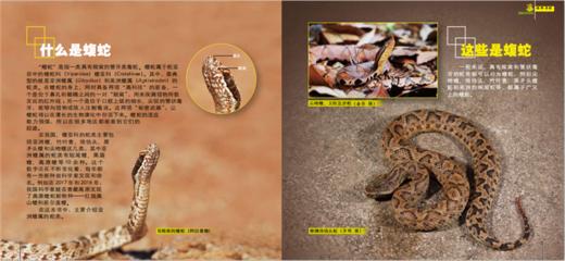 绿野寻踪 蝮蛇的故事 9898 认识蝮蛇 生存方式 蝮蛇的家园 科普读物 中国林业出版社正版畅销书 商品图3
