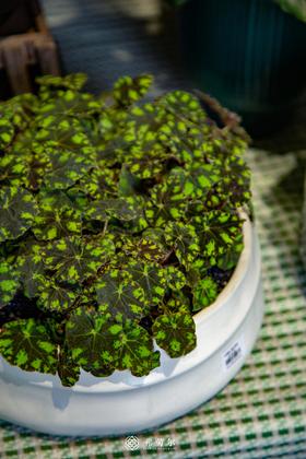 白圆球观叶海棠