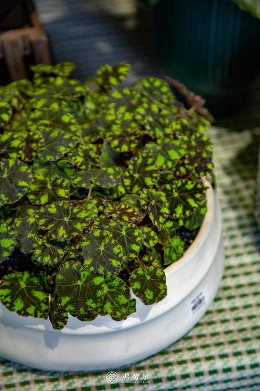 白圆球观叶海棠 商品图0