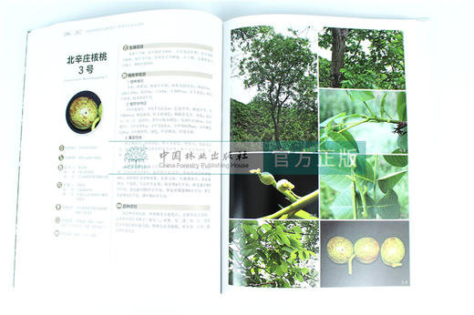 中国果树地方品种图志 中国核桃地方品种图志 9402 中国林业出版社 畅销书籍 商品图2