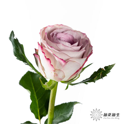 单头玫瑰 | 气场 商品图3