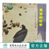 秃鹫的故事 绿野仙踪 0261 马鸣 著 鹫的起源 特点 行为 繁衍后代 迁徒 保护 少儿科普读物 中国林业出版社 畅销书 商品缩略图0