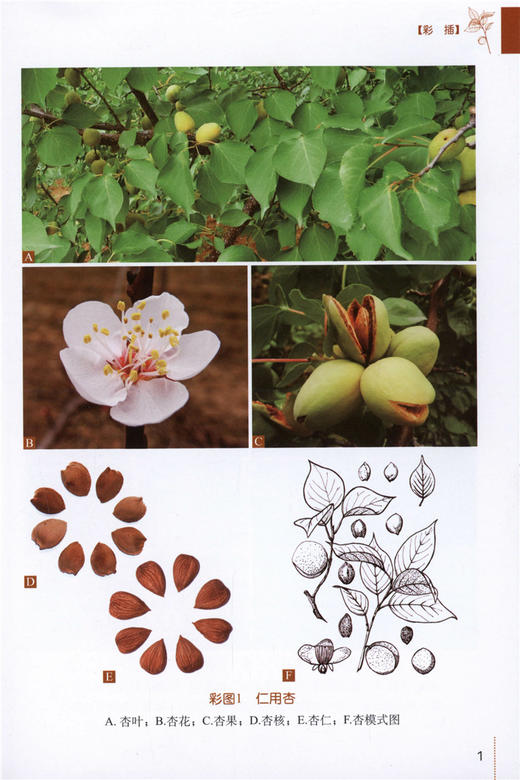 仁用杏栽培实用技术 9834 建园技术 繁殖 栽培管理 采收 贮藏 加工技术 中国林业出版社 畅销书 商品图2