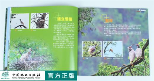 绿野仙踪 朱鹮的故事 9323 雍严格 认识朱鹮 生存环境 生态习性 繁殖 动物保护 科普读物 中国林业出版社 正版畅销书 商品图1