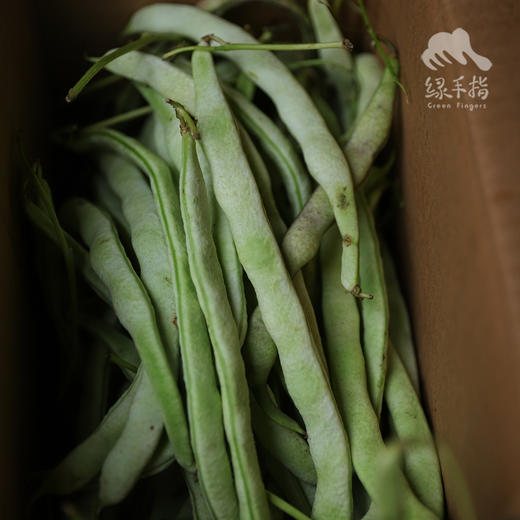 生态四季豆  | 合作生产 * Eco- green beans  | Partner Production 商品图1