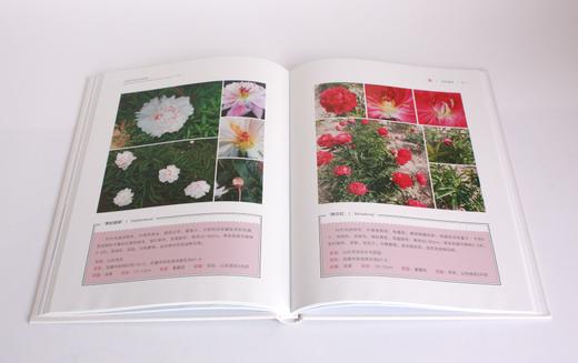 中国芍药品种鉴赏 孙霞著 0384 中国林业出版社 商品图3