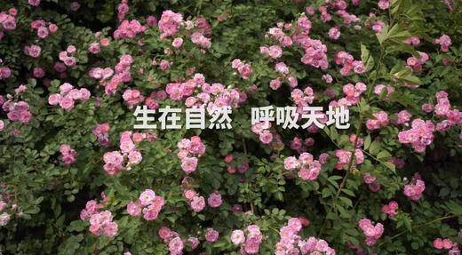 清逸呼吸植物精油香氛扣套装——口罩伴侣，从此再也不怵戴口罩啦 商品图3