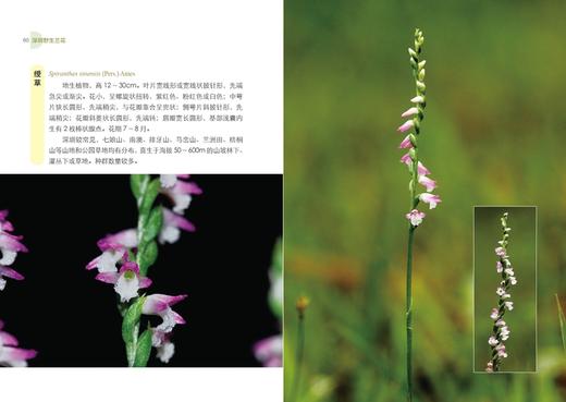 深圳兰花 陈建兵 自然科学书籍  0862 中国林业出版社 商品图2