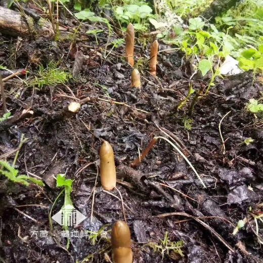 野生新鲜天麻，来自藏地原始丛林 商品图3