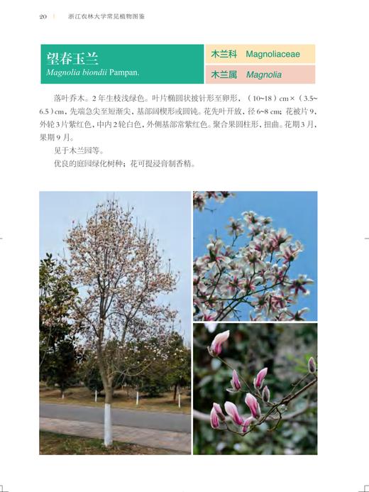 浙江农林大学常见植物图鉴 金水虎  刘守赞 国家林业和草原局普通高等教育十三五规划教材  0815 中国林业出版社 商品图4