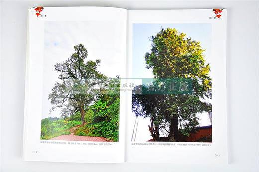 枫香 潘爱芳 叶功富 何学友 连巧霞 编著 9697 繁育方法 栽培 造林技术 管理 中国林业出版社 畅销书籍 商品图3