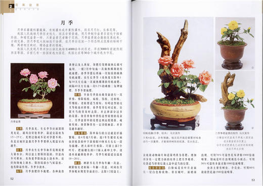 盆景养护手册 全彩版  马文其 5429 一本全面介绍盆景养护知识的工具书 中国林业出版社 畅销书 商品图3