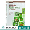 板栗病虫草害诊治生态图谱 0223 冯玉增 张爱玲 魏岚 板栗病害虫害诊断与防治 果园主要杂草识别与防治 工具书 中国林业出版社 商品缩略图0