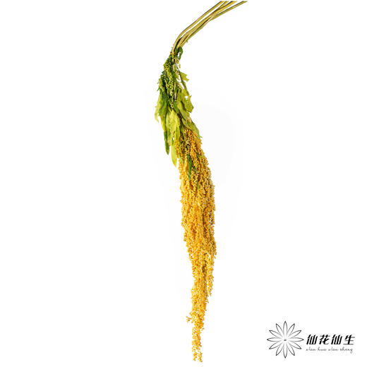 配花 | 柔丽丝橙色 商品图3