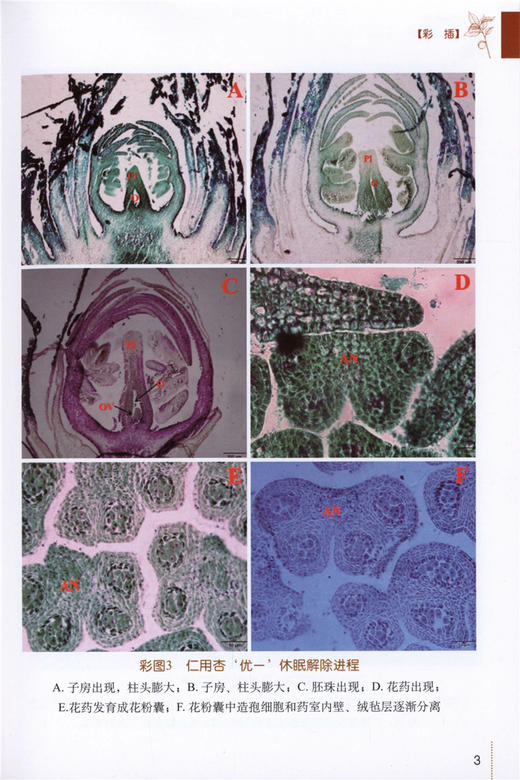 仁用杏栽培实用技术 9834 建园技术 繁殖 栽培管理 采收 贮藏 加工技术 中国林业出版社 畅销书 商品图3