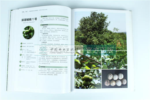 中国果树地方品种图志 中国核桃地方品种图志 9402 中国林业出版社 畅销书籍 商品图4