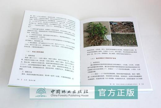 天书 铁皮石斛 罗仲春 9872 铁皮石斛原生态种植技术要点 识别要点 原生态栽培 中国林业出版社畅销书 商品图3