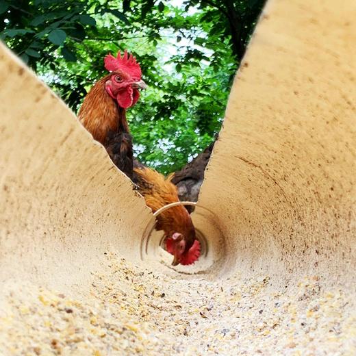 生态跑步鸡(溜达鸡)| 公鸡母鸡柴鸡 核桃林下散养一亩地养100只鸡 | 石嫣农场 | Chicken (Hen) 商品图1