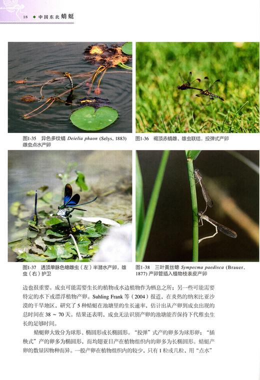 中国东北蜻蜓 王志明//金洪光//王选遥//史丽雯 0571 中国林业出版社 商品图2