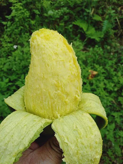 自然农法种植改造第十二年的台农芒果，桂七芒果 商品图5