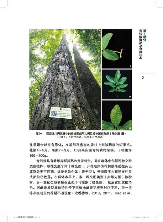 青钱柳 苗谱丛书 找得到专家 看得见苗圃 学得会育苗 刘勇 洑香香 尚旭岚 方升佐 1509 中国林业出版社 商品图4