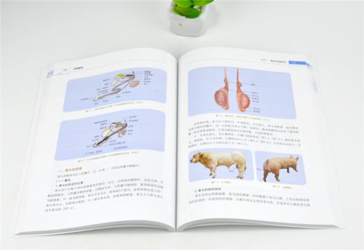 动物解剖 彩图版 9991 雍康 陈亚强 解剖运动被皮消化呼吸泌尿生殖心血管免疫神经感觉器官内分泌系统家禽 中国林业出版社畅销书籍 商品图3