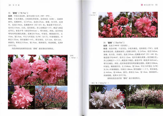 观赏桃 5810 桃花品种介绍 形态特征 桃花育种 繁殖 嫁接 扦插 园林养护及管理 病虫害防治 修剪 桃花的应用 中国林业出版社畅销书 商品图2