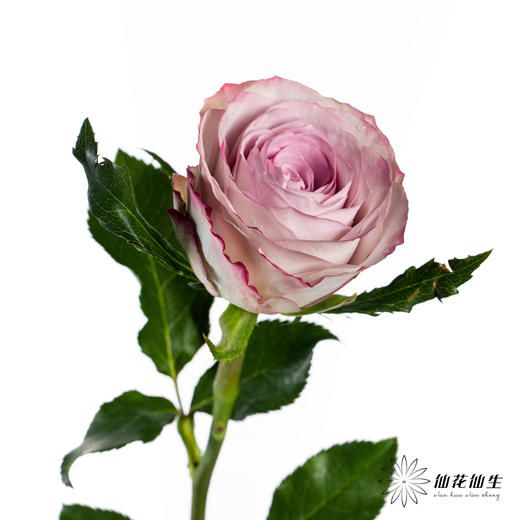 单头玫瑰 | 气场 商品图2