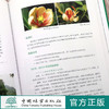 珍稀濒危木本植物综合保护：国际植物园保护联盟（BGCI） 中国项目实践（2010-2020）及展望》0761中国林业出版社 商品缩略图2