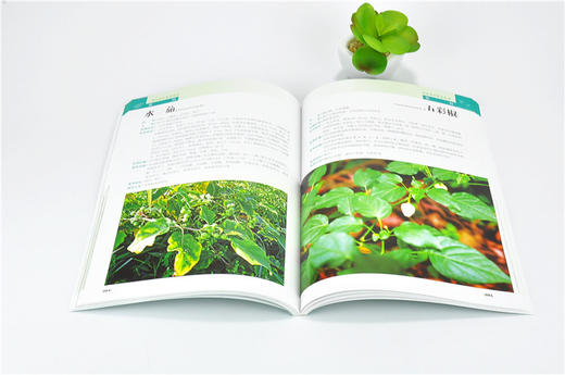 海南森林野菜图谱 9780  拉丁学名 别名 分布 采摘时间 形态特征 药用价值 营养价值食用部位 食用方法 中国林业出版社 商品图3