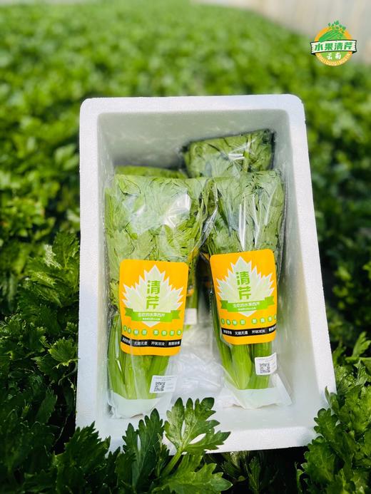 云南高原～水果清芹 商品图3
