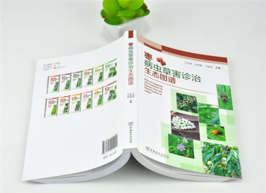 枣病虫草害诊治生态图谱 0221 冯玉增 张艳霞 王留超 枣病害虫害诊断与防治 果园主要杂草识别与防治 工具书 中国林业出版社畅销书 商品图4