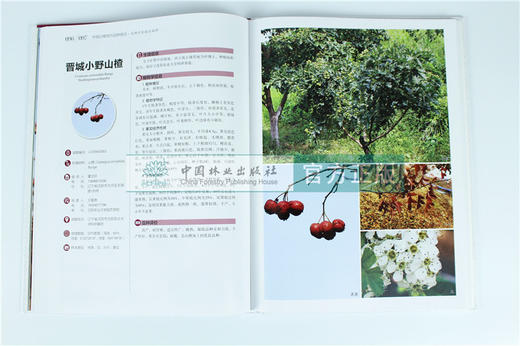套装 中国果树地方品种图志 14本/套 枣 杏 桃 柿 李 梨 樱桃 石榴 山楂 葡萄 苹果 核桃 板栗 猕猴桃 中国林业出版社 畅销书籍 商品图3