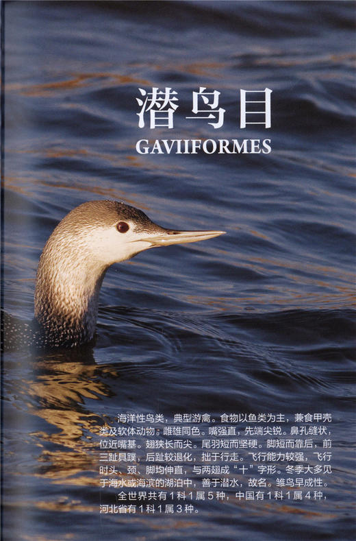 河北水鸟 9540 科普读物 中国林业出版社 商品图4