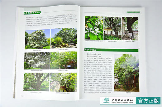 山东省流苏古树资源 李际红 9604 古树名木分级及健康评价 生物学特性分析 中国林业出版社 畅销书籍 商品图3