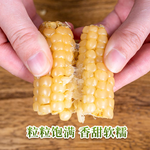 珍珠米粒/香甜软糯/傣族特色 | 西双版纳 白糯拇指玉米500g*2 [福利品] 商品图2