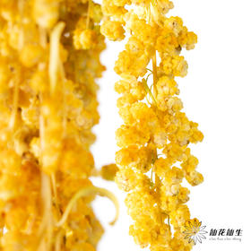 配花 | 柔丽丝橙色