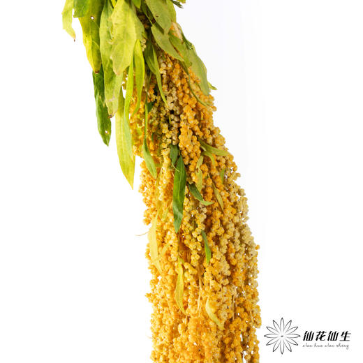 配花 | 柔丽丝橙色 商品图2