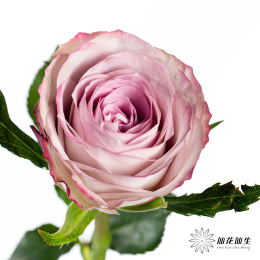 单头玫瑰 | 气场 商品图1
