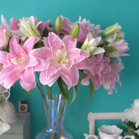 粉拉菲多头重瓣百合3支