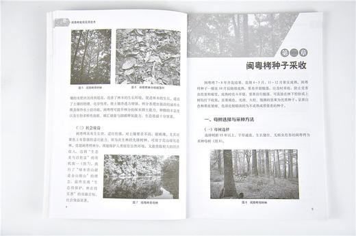 闽粤栲栽培实用技术 洪宜聪 编著 9608 中国林业出版社 畅销书籍 商品图3