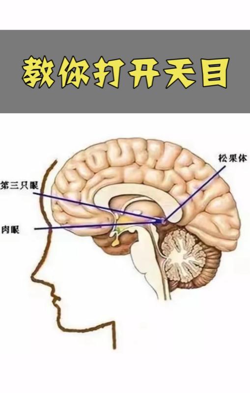 教你打开天目 商品图0