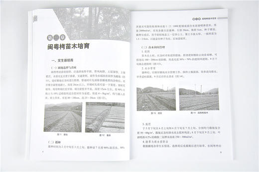 闽粤栲栽培实用技术 洪宜聪 编著 9608 中国林业出版社 畅销书籍 商品图4