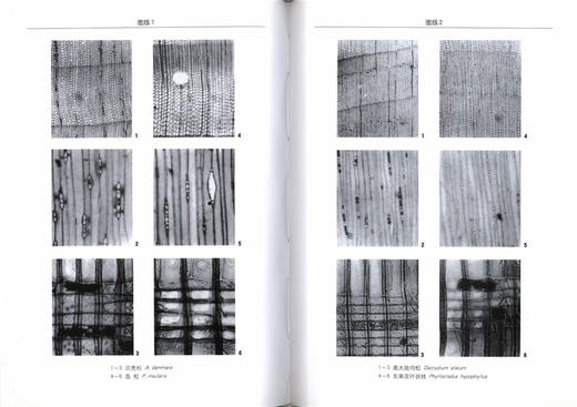 东南亚热带木材 5142 科技木识别鉴定 树木分布 构造 裸子被子植物 中国林业出版社正版畅销书 商品图2